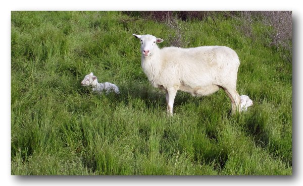 Click And Sleep With One Eye Open